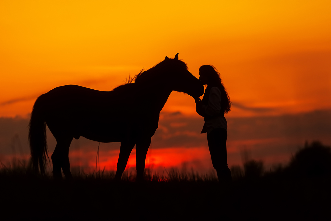 TerrAnimalia | Il tempo che insegna: la senilità del cavallo