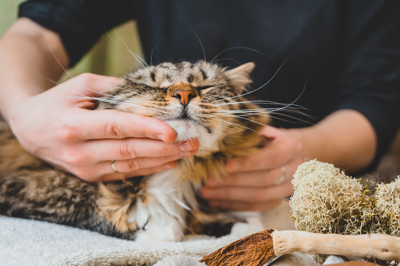 TerrAnimalia | Le terapie manuali in ambito veterinario